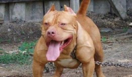 比特猛犬爆料视频大全最新,揭秘猛犬世界里的真实一面